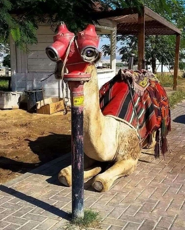 يحيى tweet media