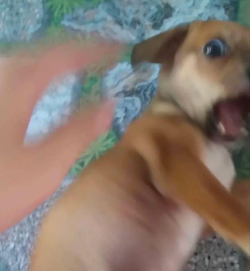 Mi perrito ya todo harto de mí, porque me la paso abrazándolo todo el rato