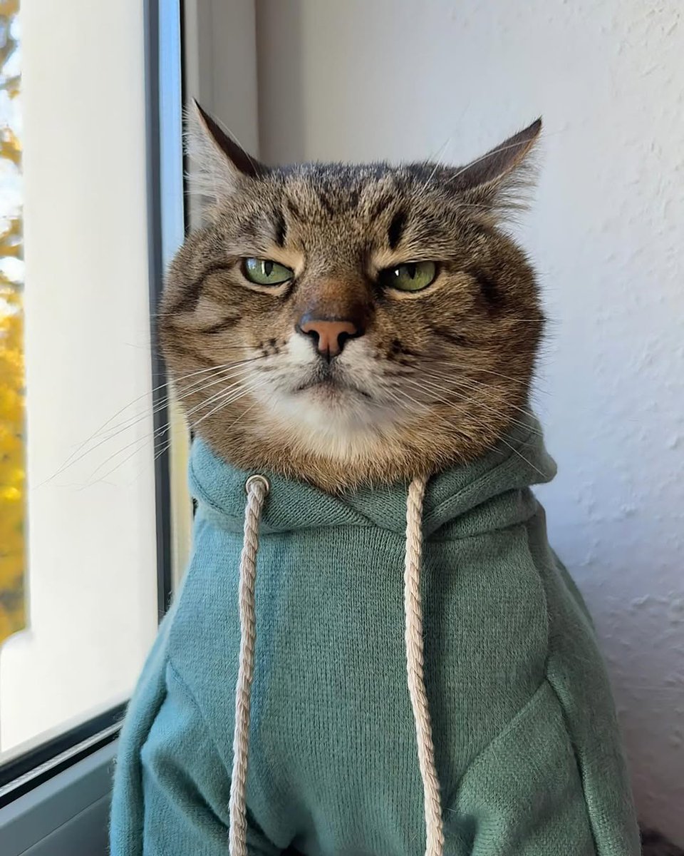BohuslavskaKate's tweet photo. My mood from reading all the news is Stepan the cat https://t.co/uFyhH7jTcN