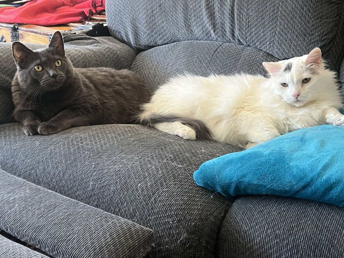 A Cat Named Bitches tweet media