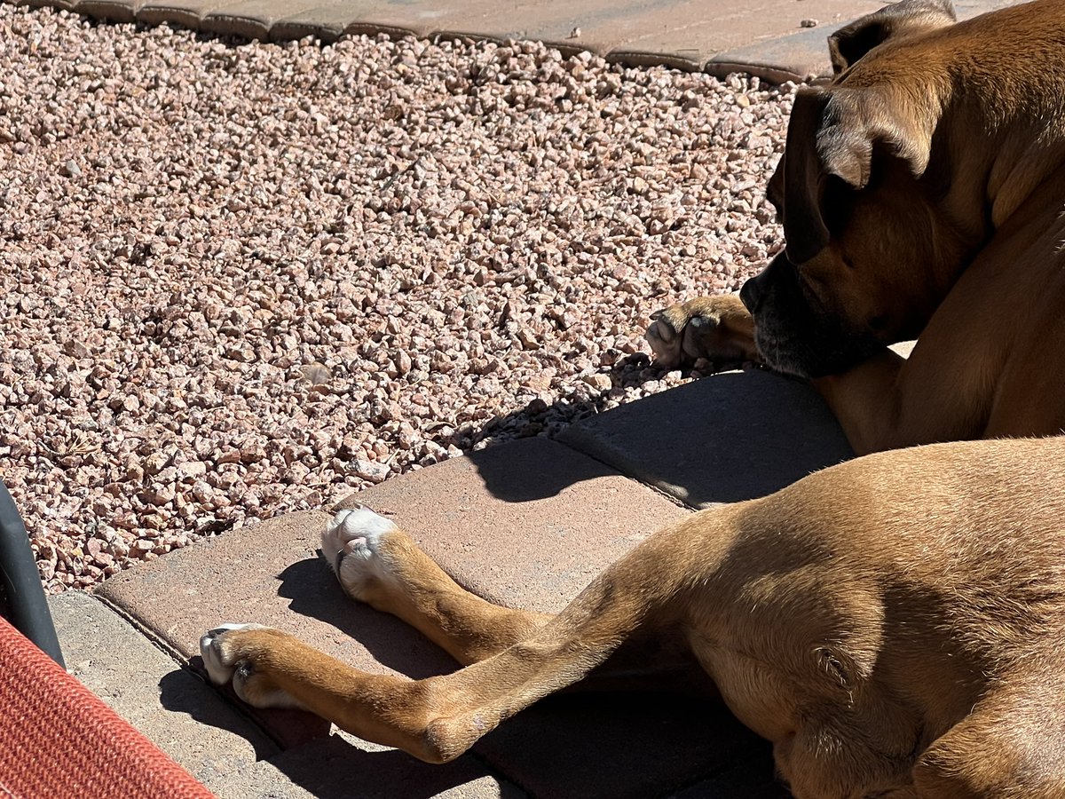 brianmc_arch's tweet photo. This was post observation, but there was a feather stuck in the rocks that Ruby was mesmerized by!!!π€£π€£π€£π₯°π₯°π₯°π₯°π₯°#QueenRubyMae https://t.co/M0yx3S4t6r
