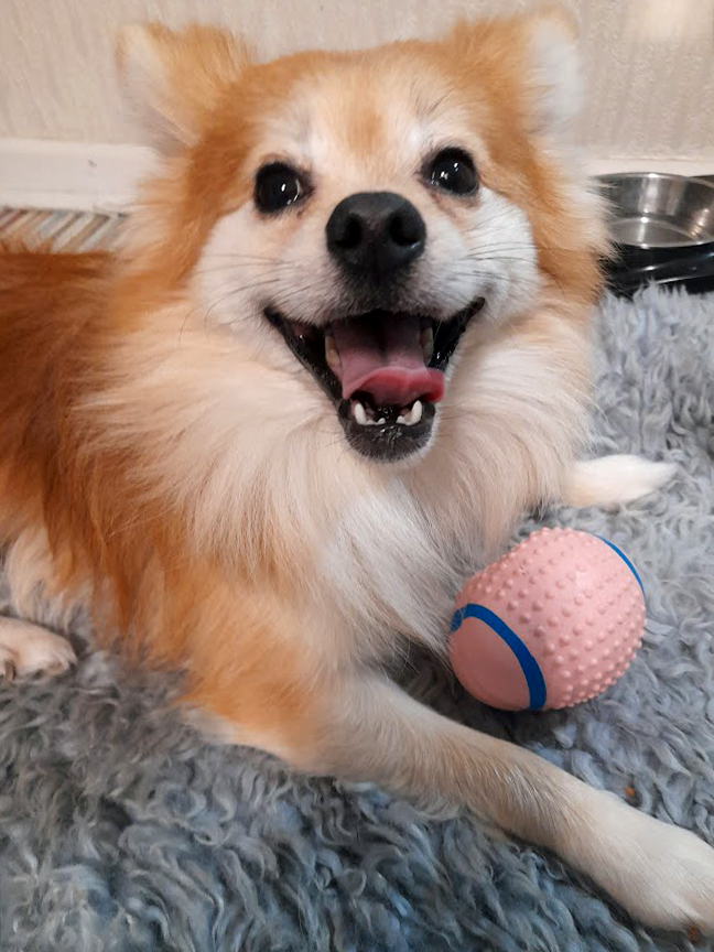 stephbhappening's tweet image. Meet my furry friend Theodorable, always ready for playtime with a big smile and favorite toy! 🐶💕 #DogLife #HappyPup #PlaytimeFun