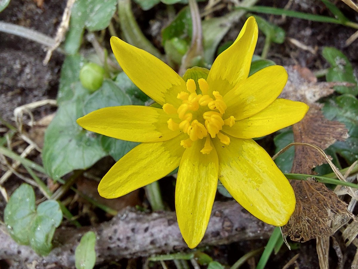 #wildflowerhour
#wildflowerhourNL

-Gewoon speenkruid 

Zeeuws-Vlaanderen 
21 februari