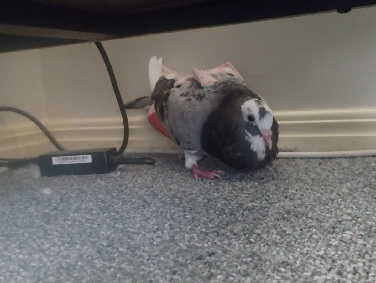 Silly little man wants pats in the most awkward places 😭