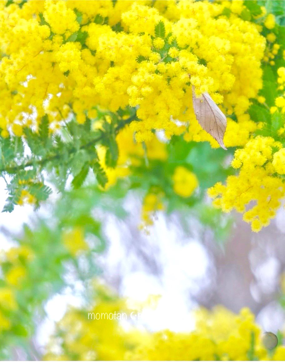 終了しました。2023年  ミモザ予約 終了しました。2023年 ミモザ予約 20230120_144853-min-640x360.jpg