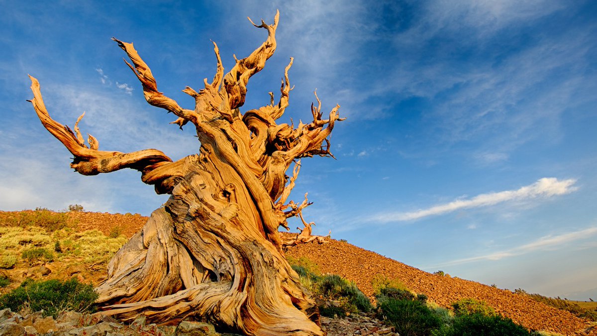 🌳 Did you know the world's oldest tree,a Great Basin bristlecone pine (Pinus longaeva) known as Methuselah is older than the pyramids? 🤯

4,853 years old to be exact  🧓👴👵

 #TreeFacts #SaveTheTrees