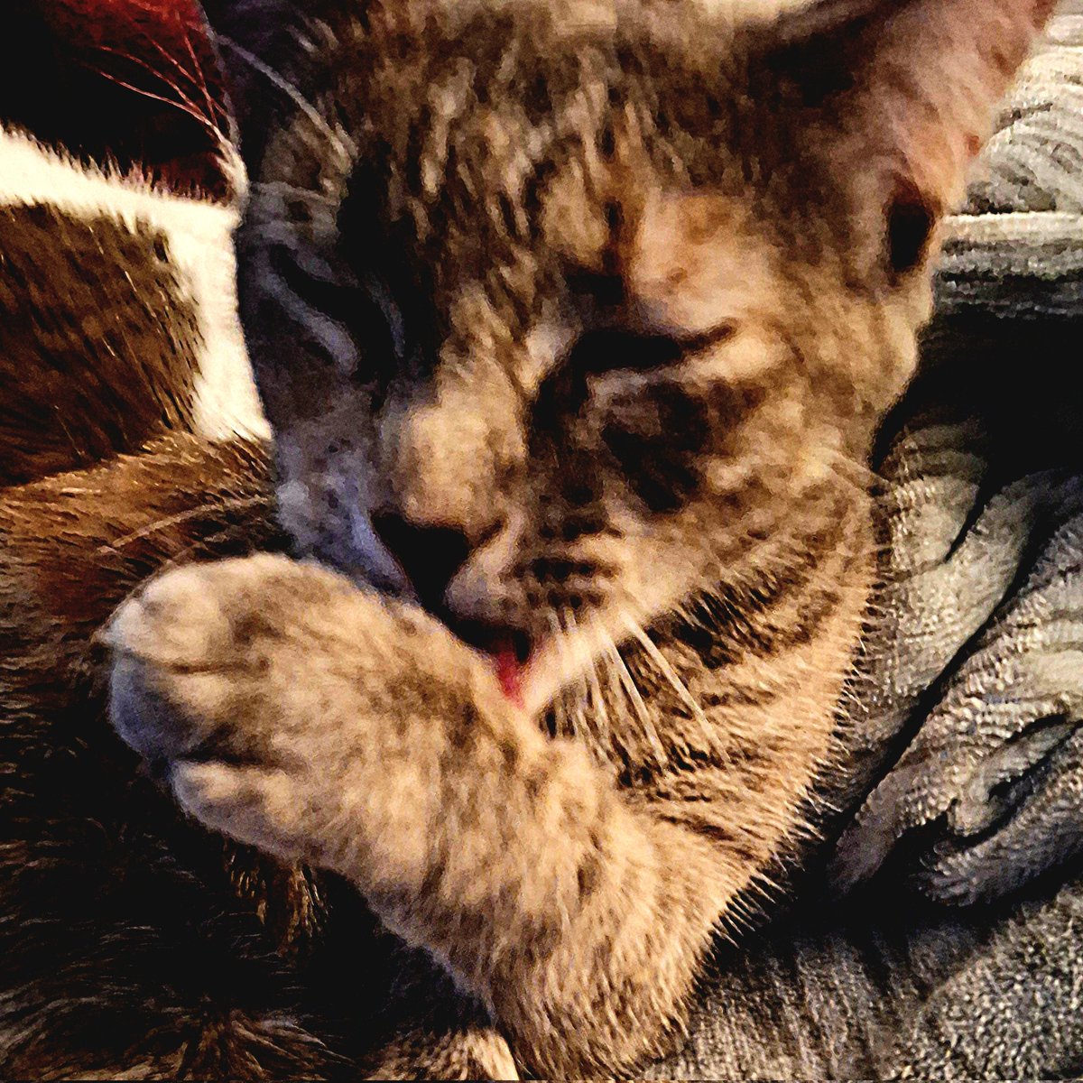 Aw my lil "tiger cub." #cat #CatsLover #Caturday #CatsOfTwitter #cats #CatsOfX