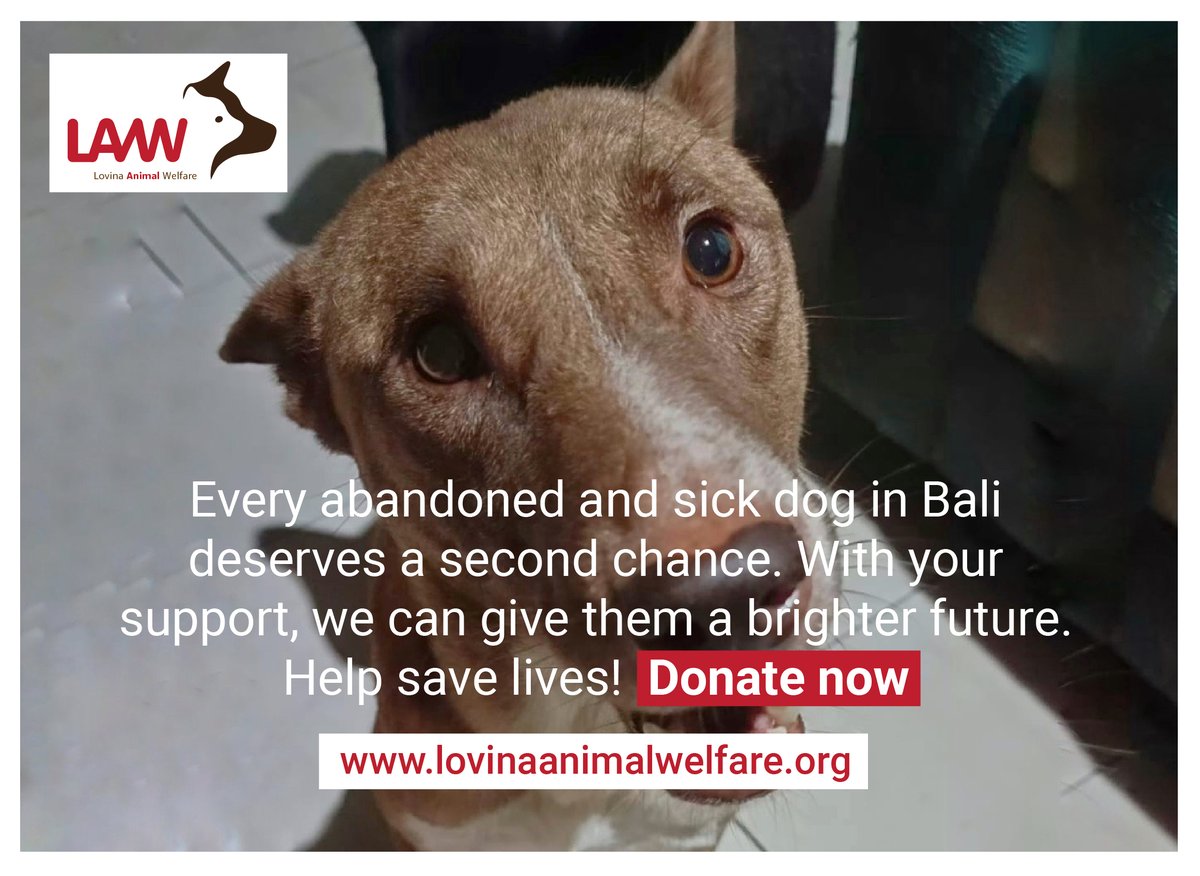 nlangedijk's tweet photo. 🐾 Every Dog Deserves A Second Chance! 🐾

Lovina Animal Welfare is dedicated to rescuing and caring for abandoned and sick dogs in Bali. With your support, they can provide them with the love and care they deserve.

👉 Donate now: https://t.co/iNx03slr6N

@SlenderSherbet https://t.co/hcEkItkAkj