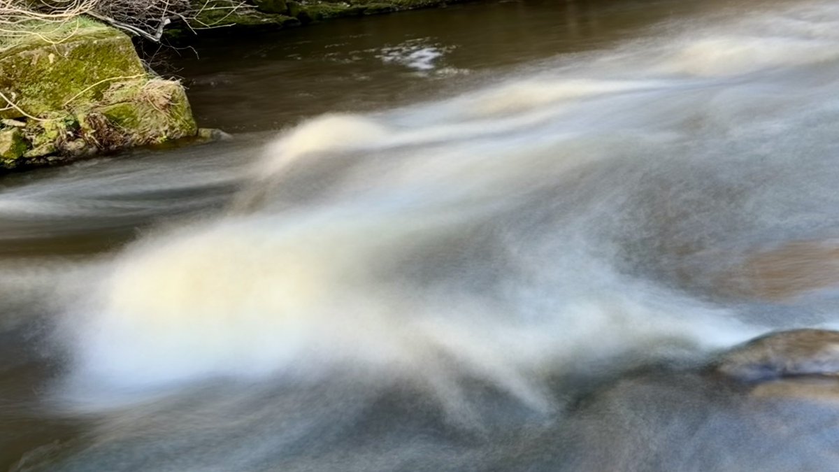 BeachDog15's tweet image. #Springisnear