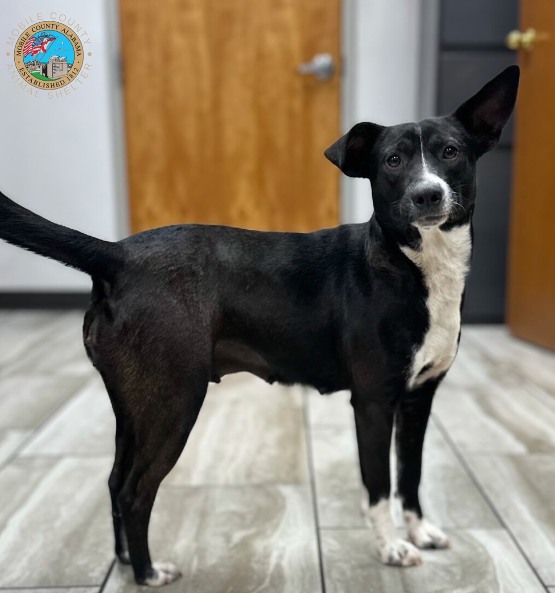 MCACShelter's tweet photo. Looking for a smaller dog with a big heart!? 💜 Nixi (A080710) is your girl! She is 2 years old and heartworm negative! Come snatch up this cutie while you can! 
#AdoptDontShop #NixiNeedsAHome #OptToAdopt #Rescue https://t.co/O8doAd5oXB