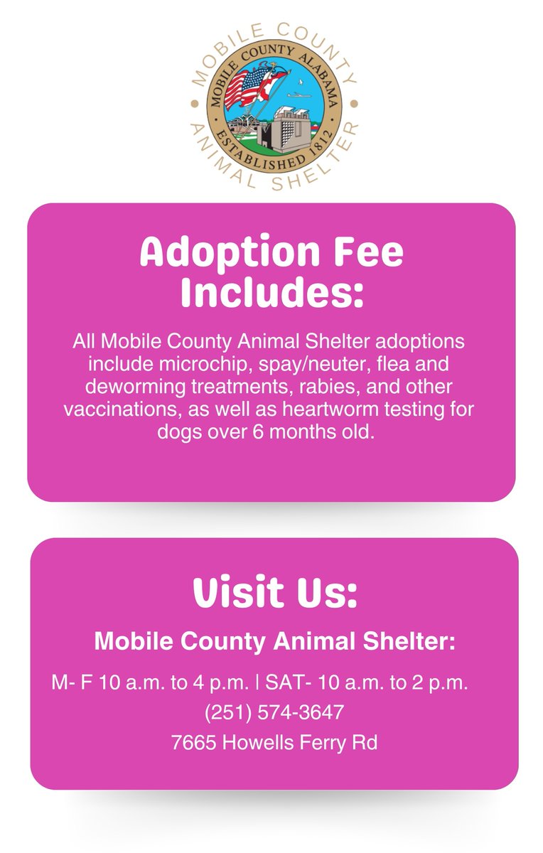 MCACShelter's tweet photo. Looking for a smaller dog with a big heart!? 💜 Nixi (A080710) is your girl! She is 2 years old and heartworm negative! Come snatch up this cutie while you can! 
#AdoptDontShop #NixiNeedsAHome #OptToAdopt #Rescue https://t.co/O8doAd5oXB