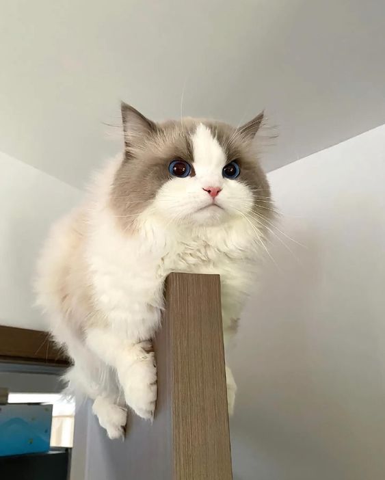 small kittens are cute (@smallcutekitten) on Twitter photo 