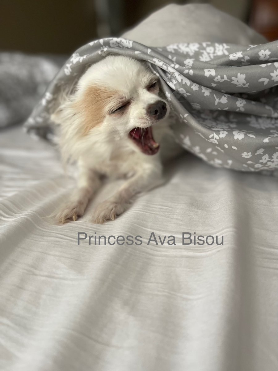Princess AvaBisou tweet media
