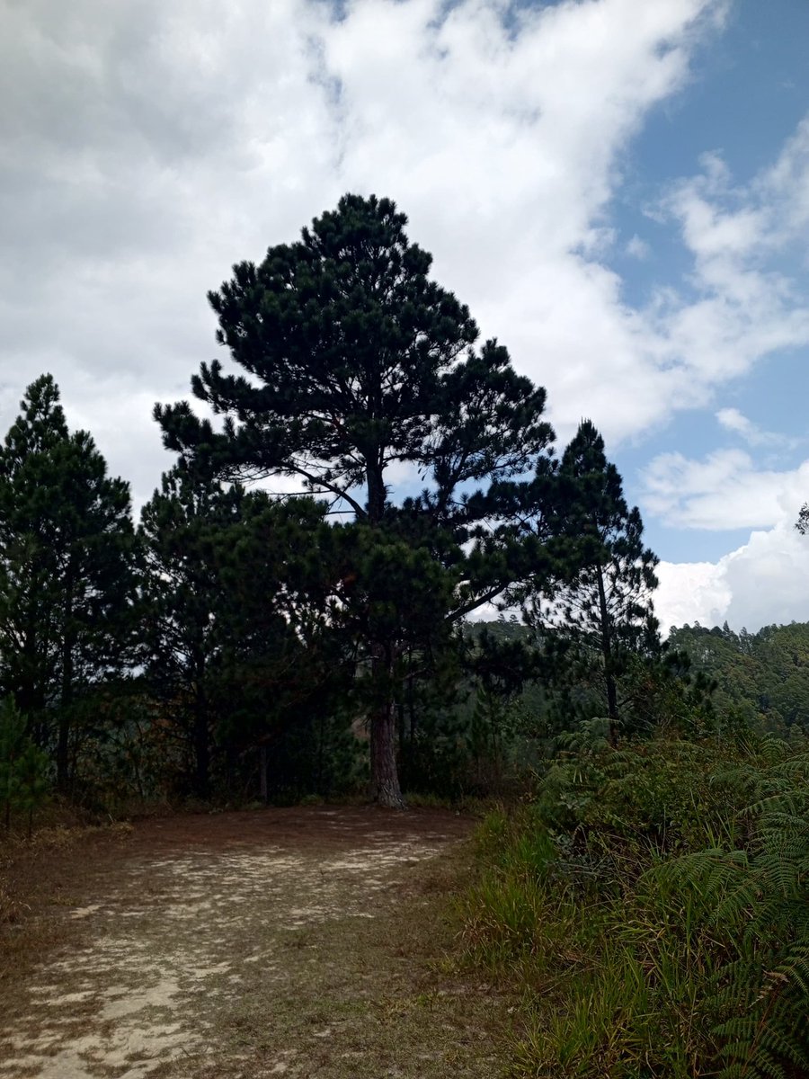 GE OIKOS tweet media