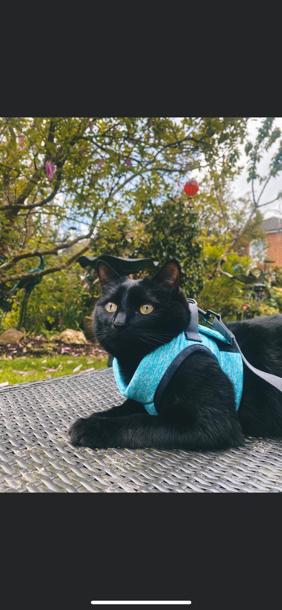 JonesTorchwood's tweet photo. Created an Instagram for my demon child ! 

50 followers away from 100 already ! 

Would appreciate all the follows 🐾 

https://t.co/JwMMDRdEgQ https://t.co/qV9TnR85EU