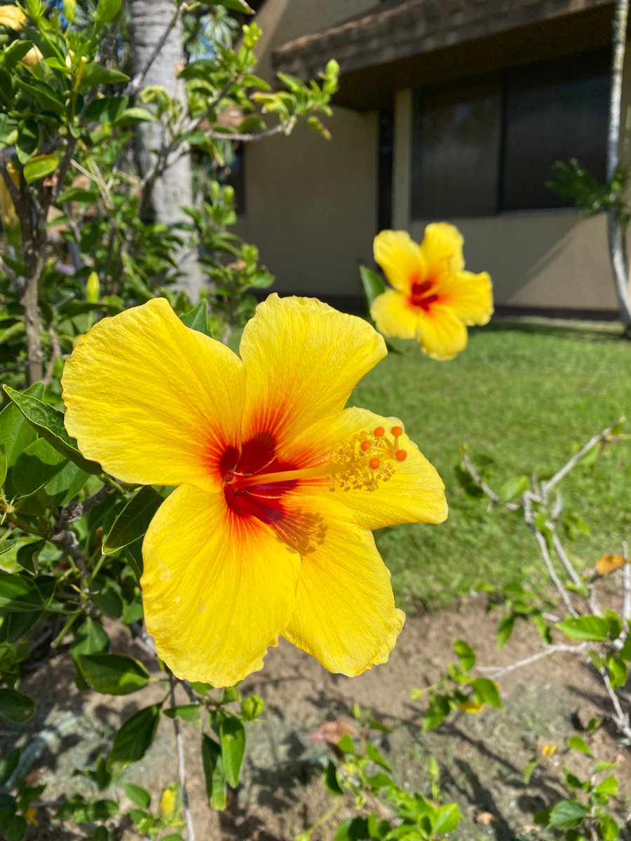 LockheartCos's tweet photo. Our wrestling trip to Cuba was supposed to be this week, but the airline cancelled our plane. Lots of mixed emotions, but I was able to take a last minute trip to Hawaii. Hoping the group will be rescheduled with a different airline. For now I am glad I can still have the sun. https://t.co/udIiVbQZf3
