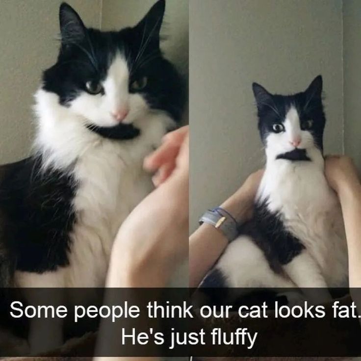 Why you should have a cat (@shouldhavecat) on Twitter photo 