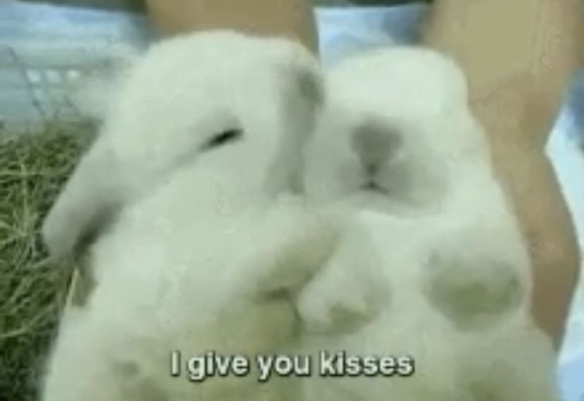 Bunnies (@bunnies) on Twitter photo 