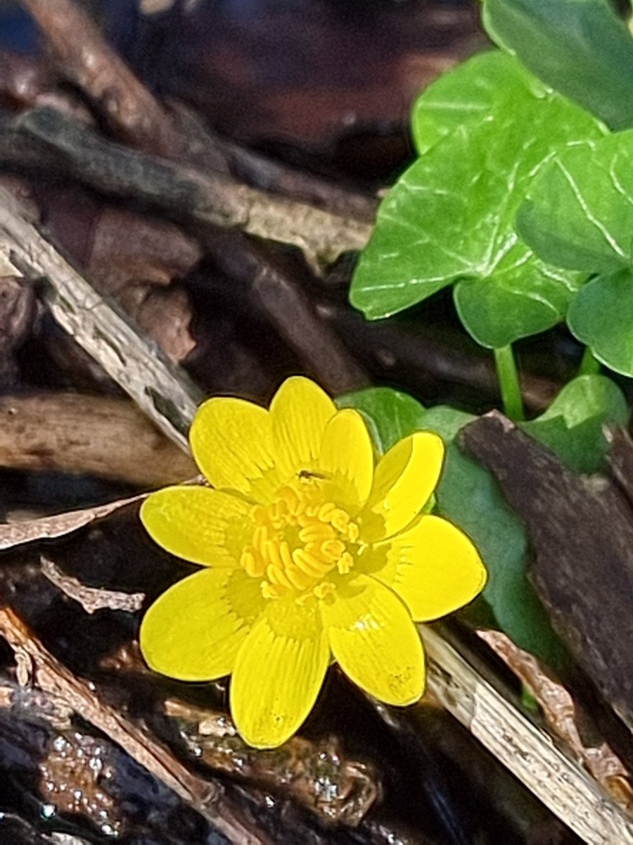 respecting nature tweet media