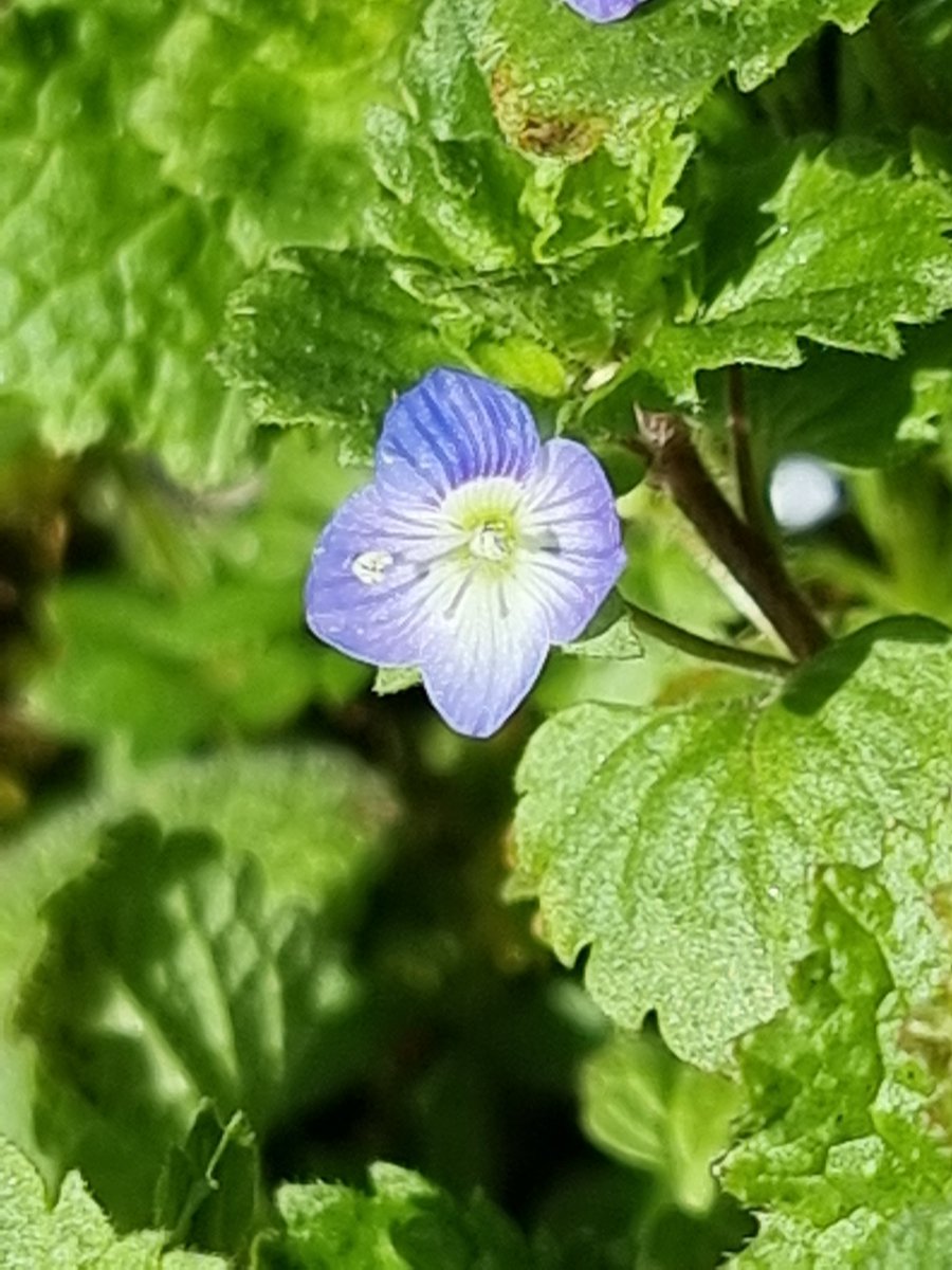 respecting nature tweet media