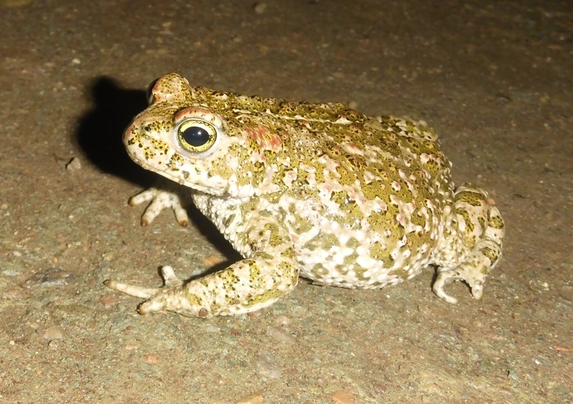 Nit de gripaus corredors....
 (Però les saiamandres no es deixen veure)