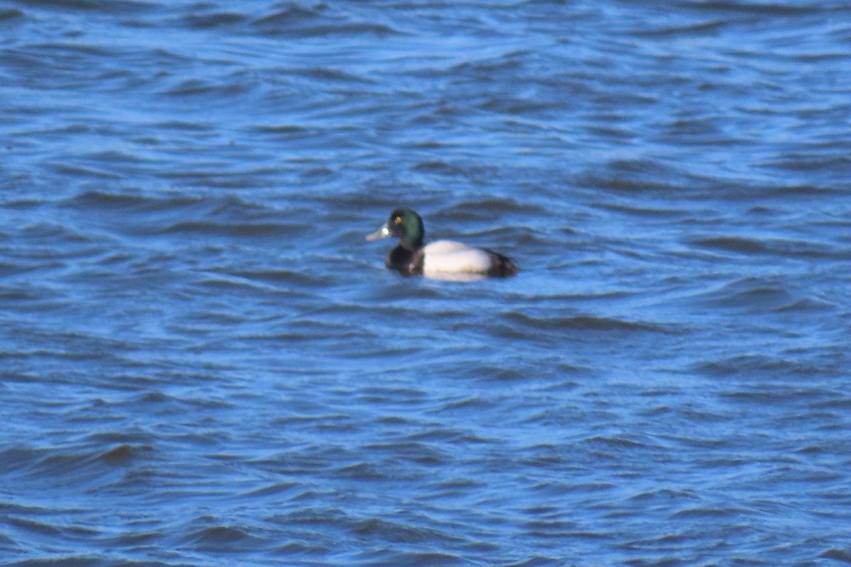 AndyL_menai's tweet photo. Short visit to Cors Bodeilio this morning (hmm...perhaps try again in summer) followed by a trip around W side of Llyn Cefni where single Whooper Swan and male Scaup at dam end, and a couple of Goldeneye always good to see. Bit of gull action too with 2-300 and building at 1pm. https://t.co/pJY8b01OG0