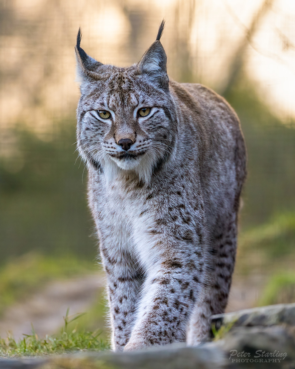 Peter__Starling's tweet photo. The most beautiful animal at the Highland Wildlife Park has to be this stunning lynx. What a beauty!
@HighlandWPark https://t.co/IO47VPV8OE