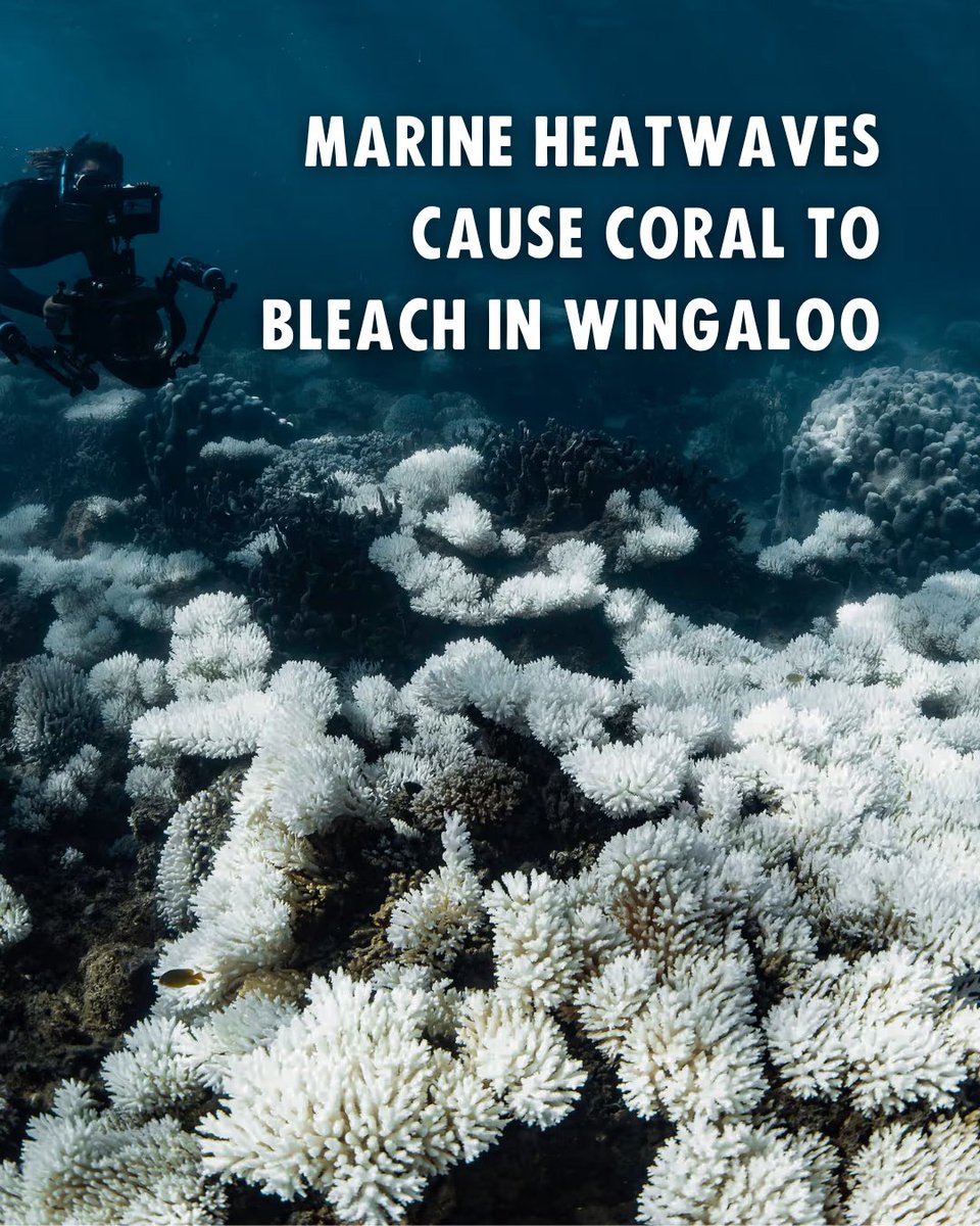 "Divers have documented widespread coral bleaching at the Ningaloo Reef off Western Australia’s north-west coast.

Waters off WA have been affected by a prolonged marine heatwave since September.

Source: The Guardian
Photograph: Brooke Pyke

#ClimateJustice #CoralBleaching