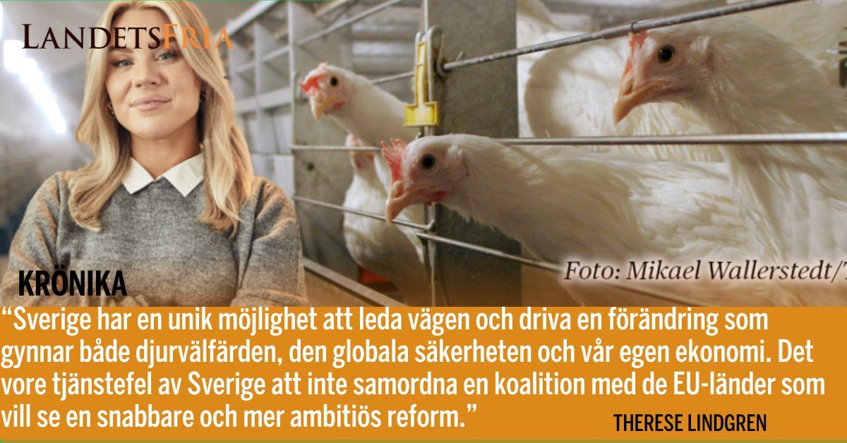 KRÖNIKA: Lejonparten av EU:s medlemsländer är passiva i frågan, vilket innebär att vi missar möjligheten att driva på en europeisk reform som både förbättrar djurvälfärden och skapar rättvisa konkurrensvillkor, skriver Therèse Lindgren. buff.ly/43rmul5