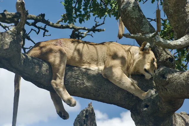 NatureUnIeashed's tweet image. Young Male Lion Resting in a Tree after an injury ❤️🦁