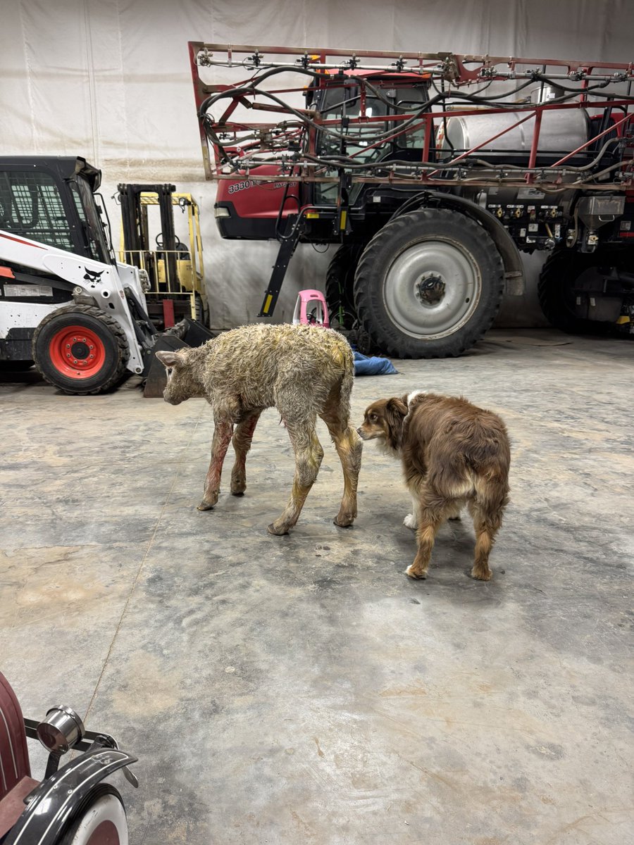 Might be one of the biggest newborn calves I’ve seen in a while 😳