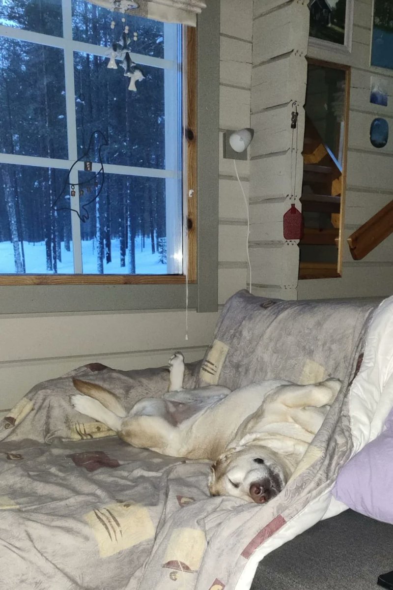 NatureUnIeashed's tweet image. ♥️GOOD NIGHT EVERYONE ♥️