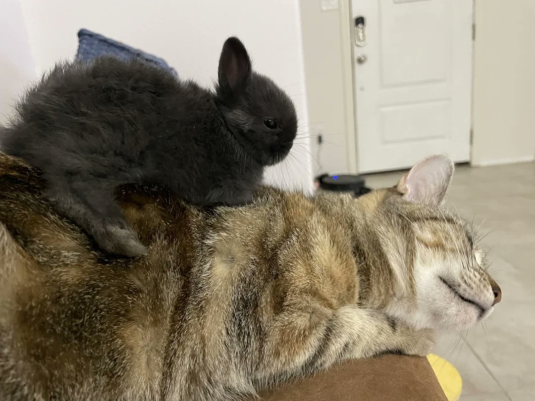 NatureUnIeashed's tweet image. ♥️GOOD MORNING EVERYONE ❤️