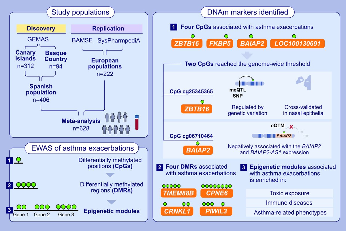 Epigenome-Wide Association Study of Asthma Exacerbations in Europeans. First author: Elena Martin-Gonzalez; corresponding author: Maria Pino-Yanes 

Read the article here: doi.org/10.1111/all.16…

Epigenetic markers were associated with asthma exacerbations at different levels: