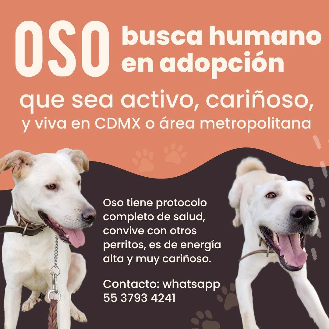Adoptame Naucalpan tweet media