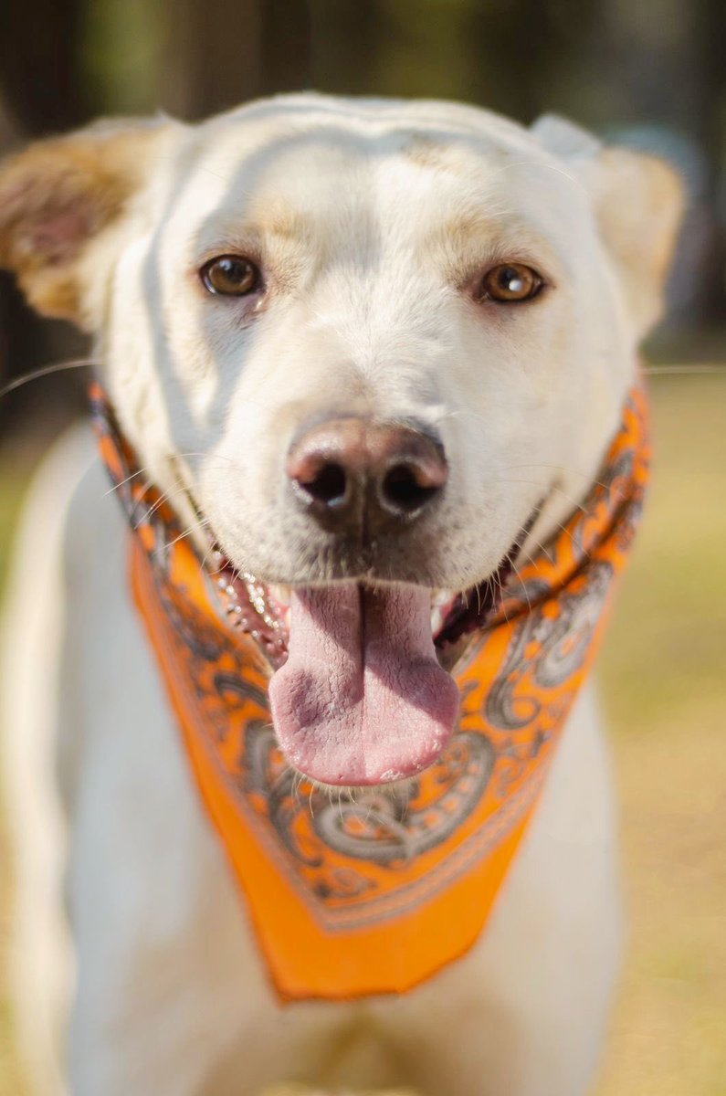 Adoptame Naucalpan tweet media