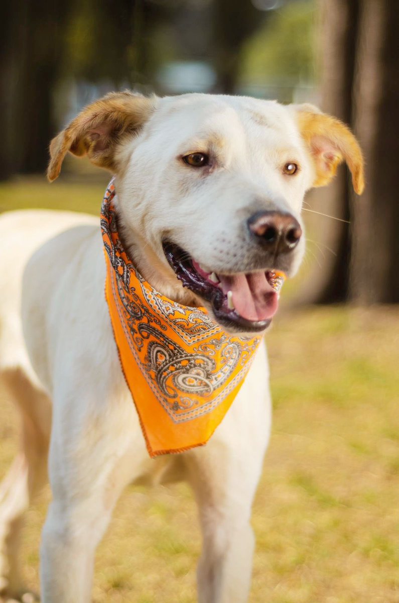 Adoptame Naucalpan tweet media