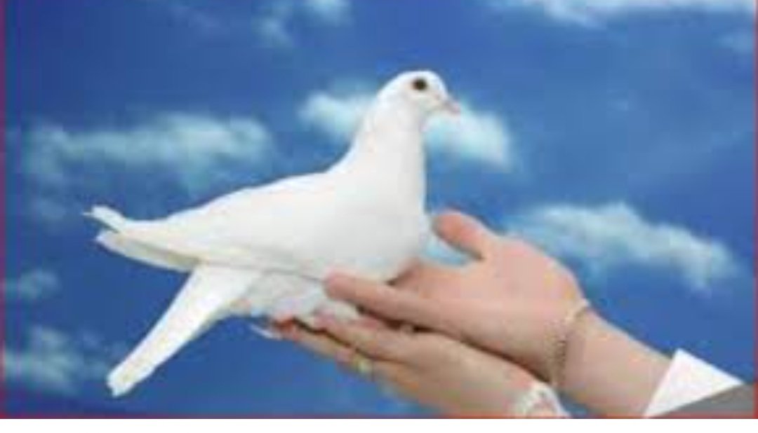 تفسير حلم الحمام في المنام ..
هذا الحلم يدل على الرسول وخاصة الحمام. البرئية 
وايضا يدل على الإخلاص والوفاء والناس الامينين 
والاوفياء ...وايضا يدل على زوال الهم والغم والله اعلم ..