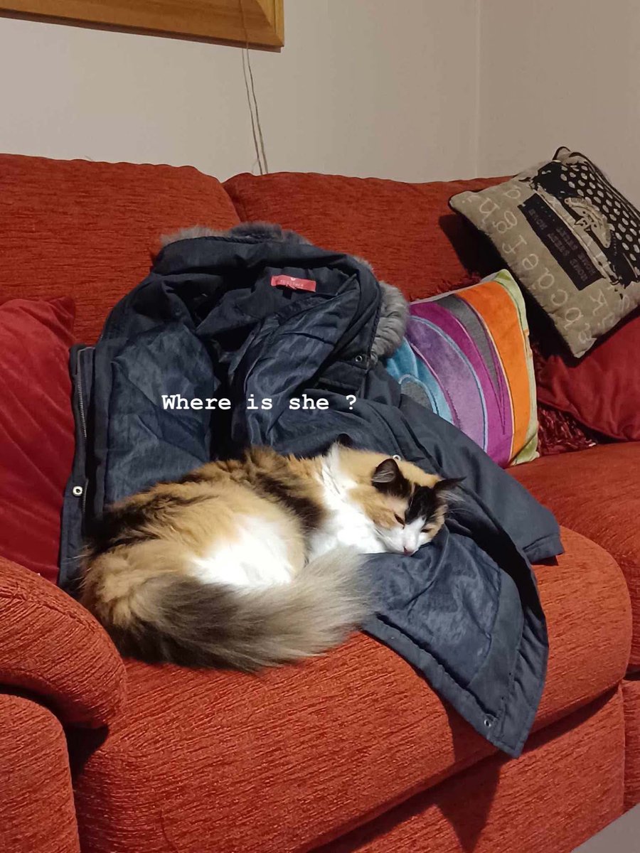 Happy #caturday folks 
This pic was taken last month by my auntie Christine, when my hoomum had an unexpected 6 day hospital stay 
Sleeping on her coat helped me 😻 
#cats #catsoftwitter