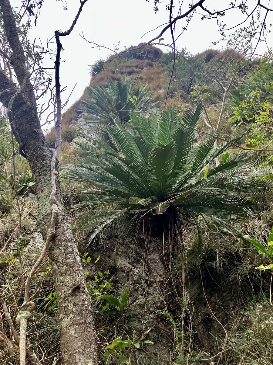 Dioon edule desde el centro de Veracruz 

uv.mx/cienciauv/blog…

#cycads #zamiaceae #plants