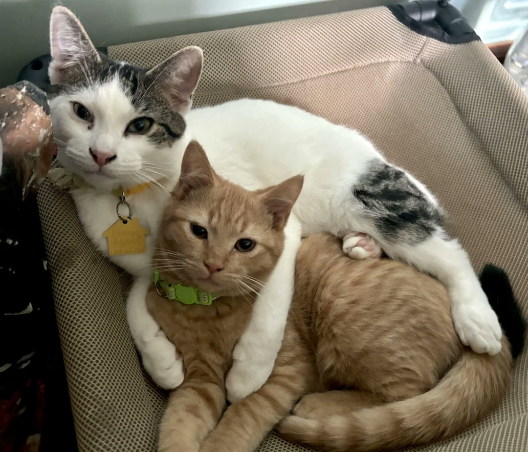 NatureUnIeashed's tweet image. ❤️HAVE A GOOD NIGHT EVERYONE ❤️