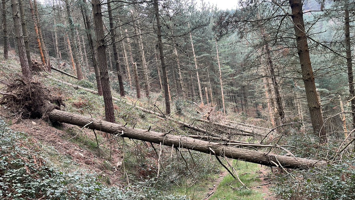 Ayer  activé  #SOTA EA2/VI-055 Beraskola. Pinos y eucaliptos durante la larga subida desde #Okondo. Mucho viento que rompió el mástil pero 97 animados qsos en #VHF y #HF . #radioaficionados #hamradio