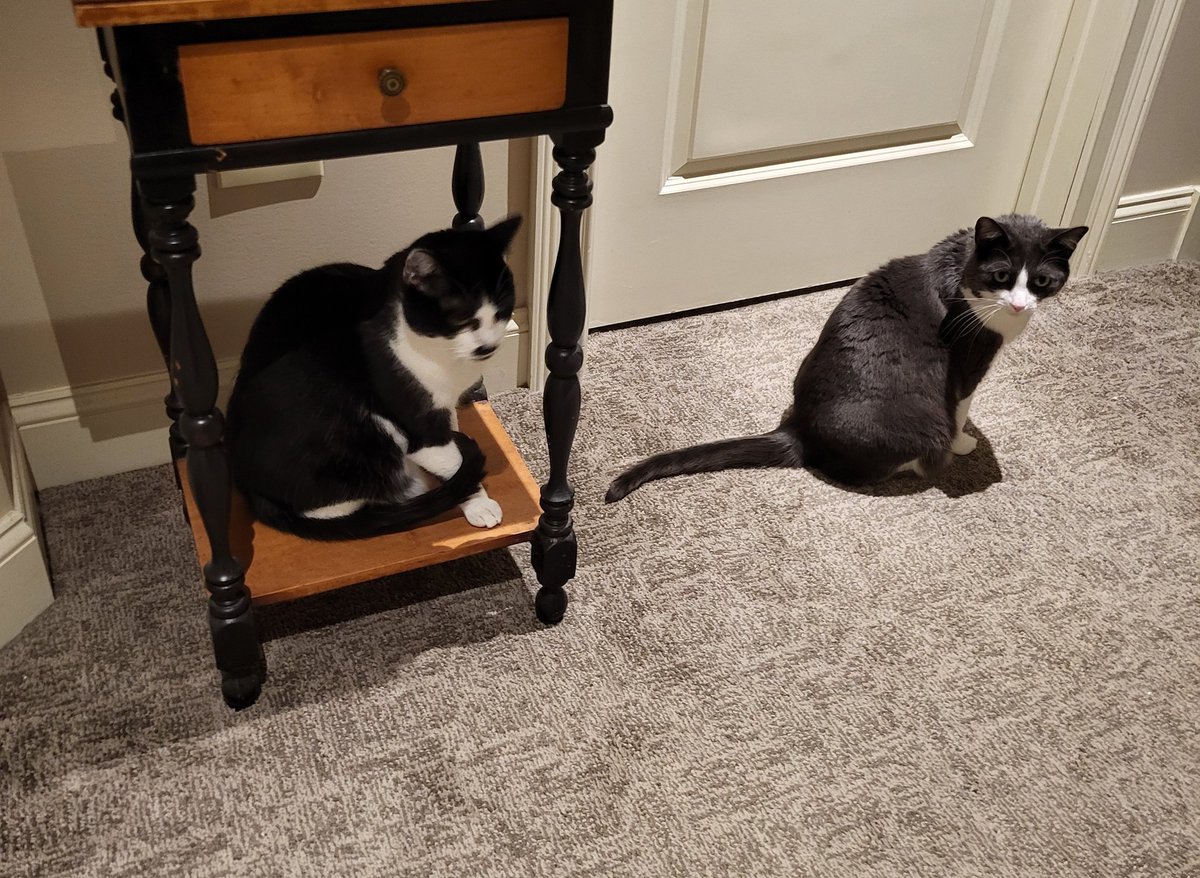 Tyler Levs tweet media