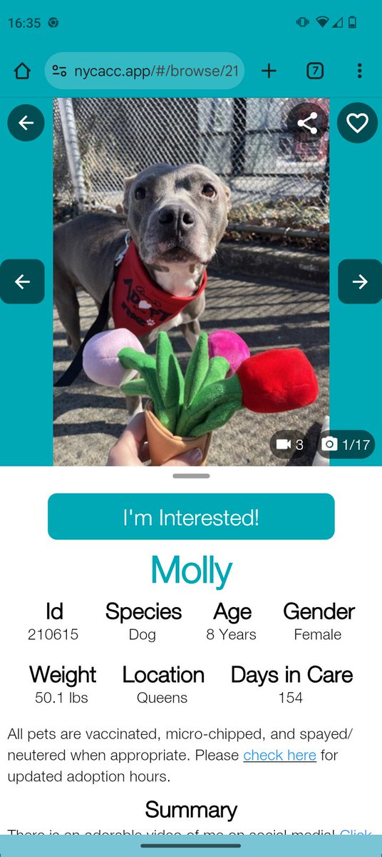 samj_jane's tweet photo. ❌ Priority placement ❌
210615 #Quacc 154ds @ shelter Meet Molly 8y friendly loving girl timid at 1st but warms up lived with kids,has lived w 🐶 but app not a fan likes treats car rides Gd on leash playing ⚾
#Pledge4Rescue DM @CathyPolicky #NYCACC
#FostersSaveLives https://t.co/e1YZU0qgHu
