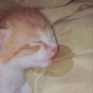 SunakoSaitou's tweet photo. “Gonna play otome games tonight”

Also me everynight everytime i plan to play : https://t.co/cWobkTW82O