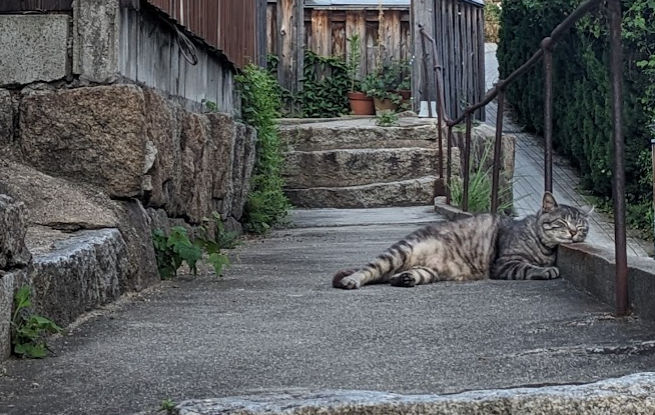 #猫の日 #猫の日2025