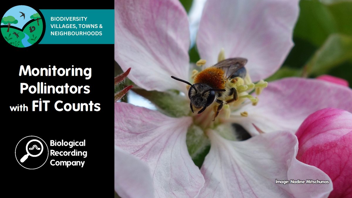 Keiron Derek Brown (@keirondbrown) on Twitter photo 🐝🌸 Join our FREE webinar on 1 April with Dr. Miranda Bane (<a href="/UK_CEH/">UK Centre for Ecology & Hydrology</a>) & learn how a simple 10-min FIT Count survey can support pollinator research! 🌿📊
📅 Live talk + Q&A
🔗 Book now: eventbrite.co.uk/e/1255449044889
#Pollinators #Wildlife <a href="/PoMScheme/">UK Pollinator Monitoring Scheme</a> <a href="/___BRC___/">BRC</a> <a href="/Buzz_dont_tweet/">Buglife</a> 🐝🌸 Join our FREE webinar on 1 April with Dr. Miranda Bane (<a href="/UK_CEH/">UK Centre for Ecology & Hydrology</a>) & learn how a simple 10-min FIT Count survey can support pollinator research! 🌿📊
📅 Live talk + Q&A
🔗 Book now: eventbrite.co.uk/e/1255449044889
#Pollinators #Wildlife <a href="/PoMScheme/">UK Pollinator Monitoring Scheme</a> <a href="/___BRC___/">BRC</a> <a href="/Buzz_dont_tweet/">Buglife</a>