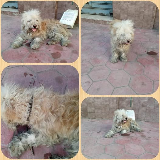 Este perrito está en Pariata. Estado La Guaira . Cerca de la Plaza Pariata. Tiene collar negro. 📷  Por favor 📷📷📷quien lo puede rescatar ?