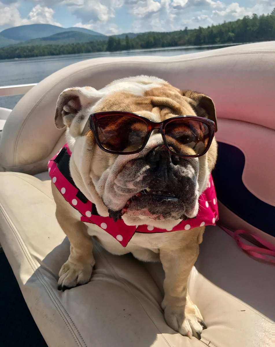 Cleopatra the English Bulldog tweet media