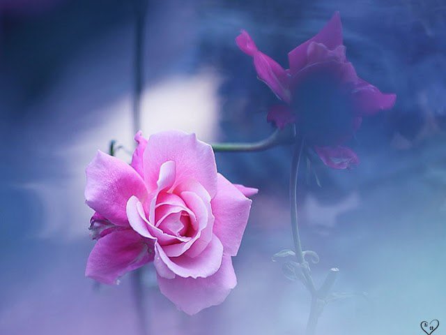 مساء الورد 🌹🌹🌹